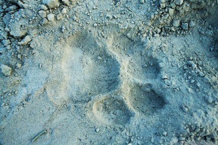 Tiger-Paw-Print-in-Soft-Sand-Kazirnaga